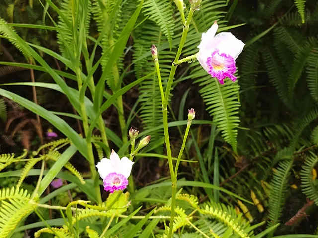 a view of a plant in a garden