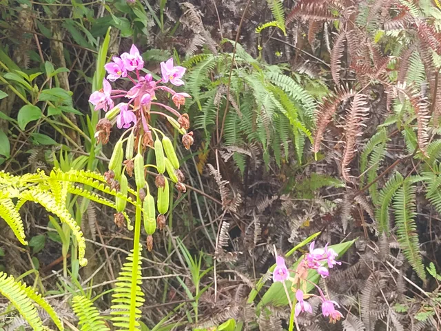 a flower in a garden covered with flowers