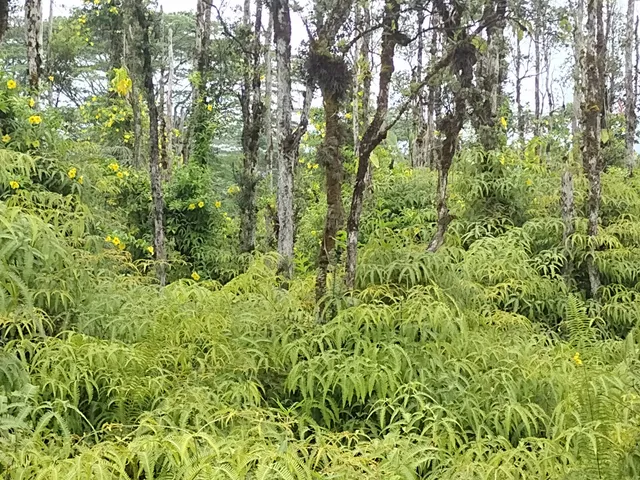 a view of a lush green forest