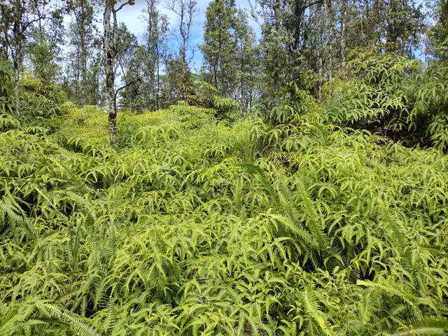 a view of a lush green forest