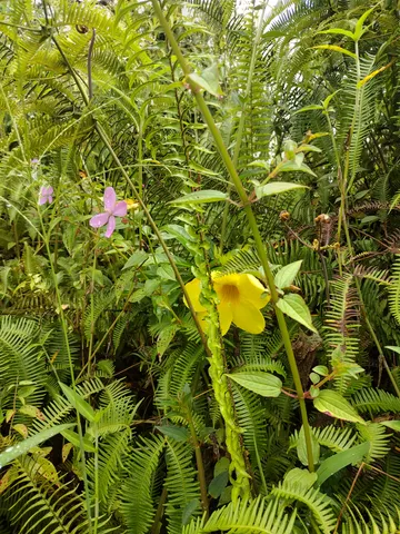 $12,000 | 395 Tutu Lane, Pahoa, HI 96778