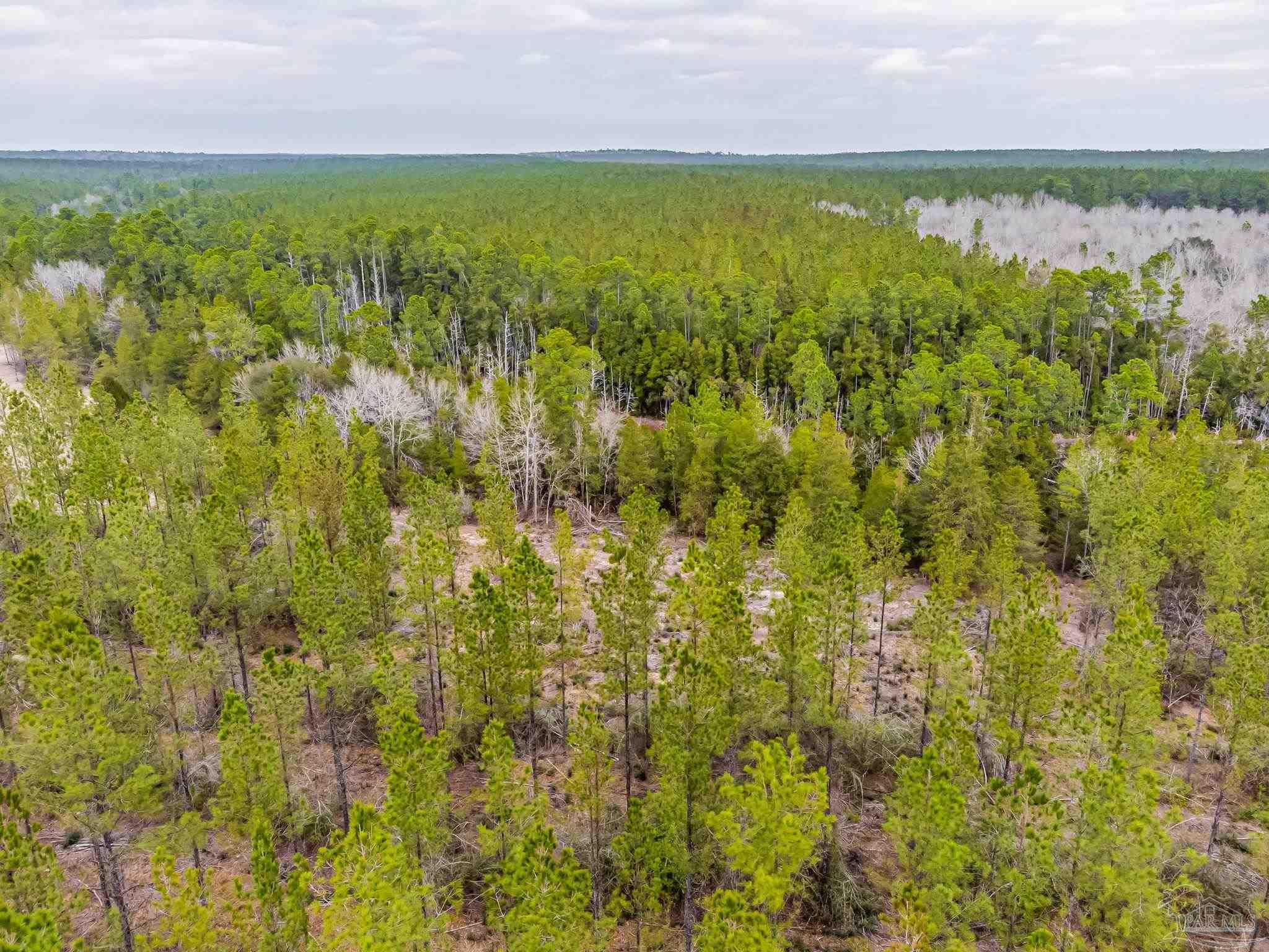 9318 Indian Ford Road, Unit PARCEL B 22 45 / ACRES (APPROXIMATELY) Milton, FL 32570 - Photo 8 of 36