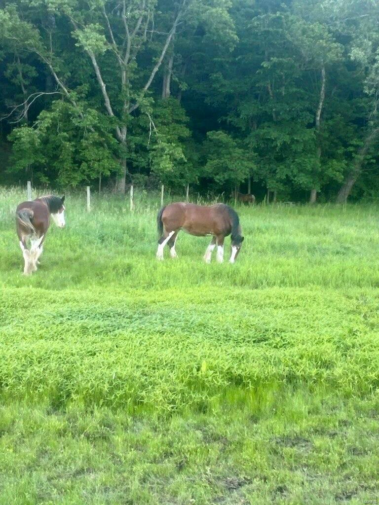 3001 Cedar Ridge Lane Waterloo, IL 62298 - Photo 9 of 50