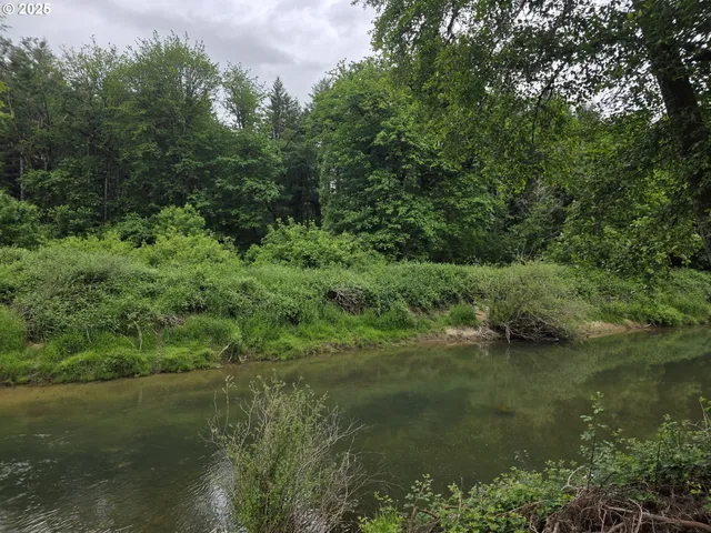 a view of a lush green forest with lots of trees