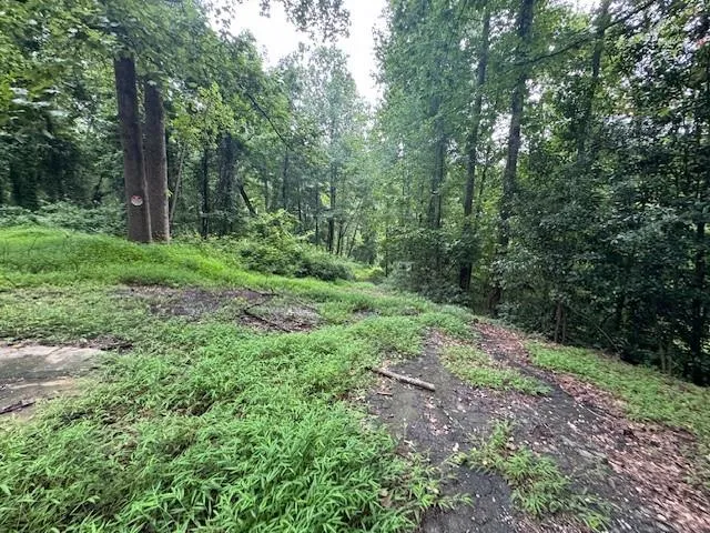 a view of a lush green forest