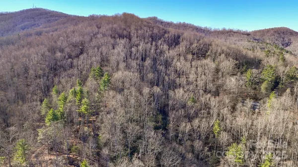 a view of a dry forest