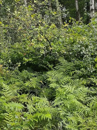 $359,000 | Xxxx 159th Avenue, Sebeka, MN 56477