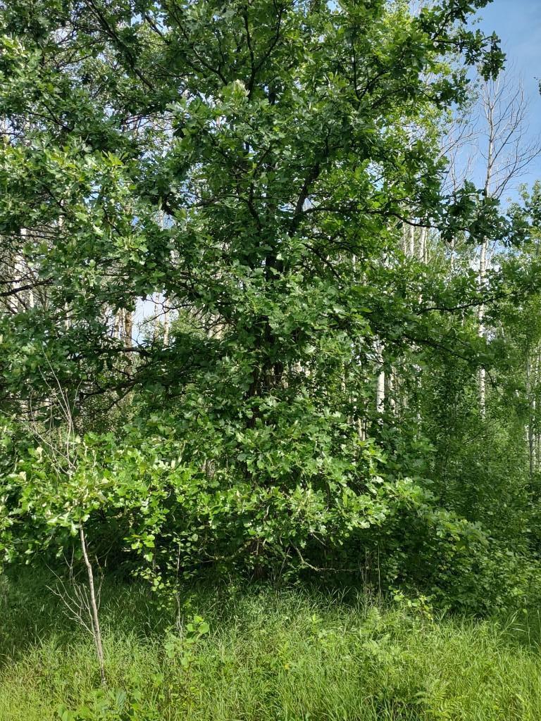 Xxxx 159th Avenue Sebeka, MN 56477 - Photo 18 of 39