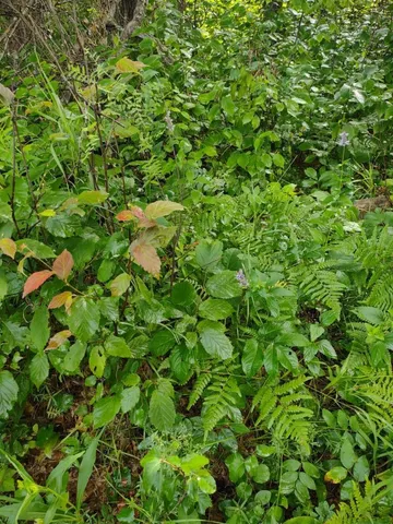 $378,000 | Xxxx 159th Avenue, Sebeka, MN 56477