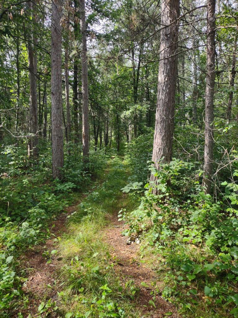 Xxxx 159th Avenue Sebeka, MN 56477 - Photo 22 of 39