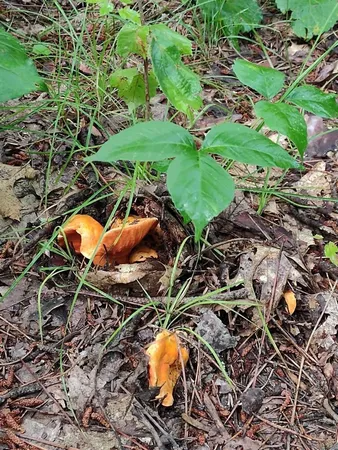 $359,000 | Xxxx 159th Avenue, Sebeka, MN 56477