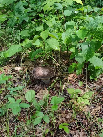 $378,000 | Xxxx 159th Avenue, Sebeka, MN 56477