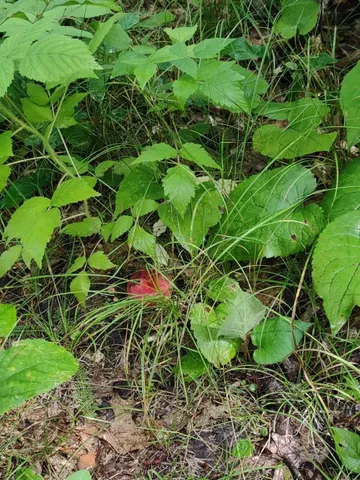 $378,000 | Xxxx 159th Avenue, Sebeka, MN 56477