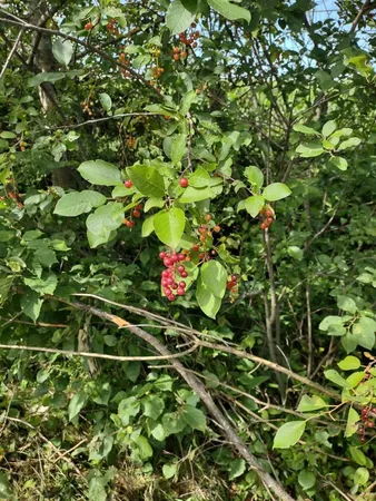 $359,000 | Xxxx 159th Avenue, Sebeka, MN 56477