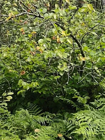 $378,000 | Xxxx 159th Avenue, Sebeka, MN 56477