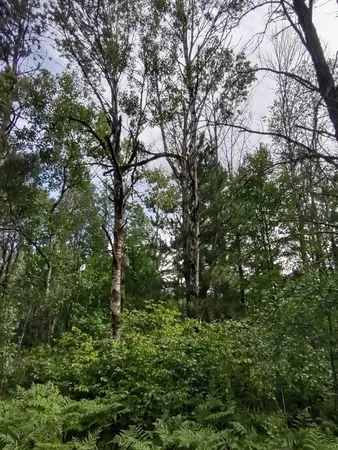 $359,000 | Xxxx 159th Avenue, Sebeka, MN 56477