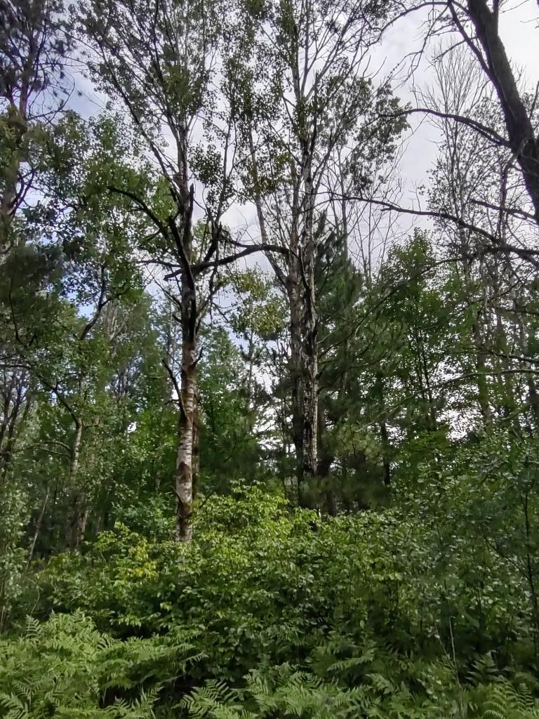 Xxxx 159th Avenue Sebeka, MN 56477 - Photo 4 of 39