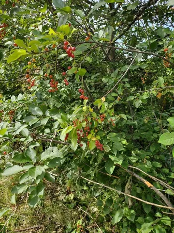 $378,000 | Xxxx 159th Avenue, Sebeka, MN 56477