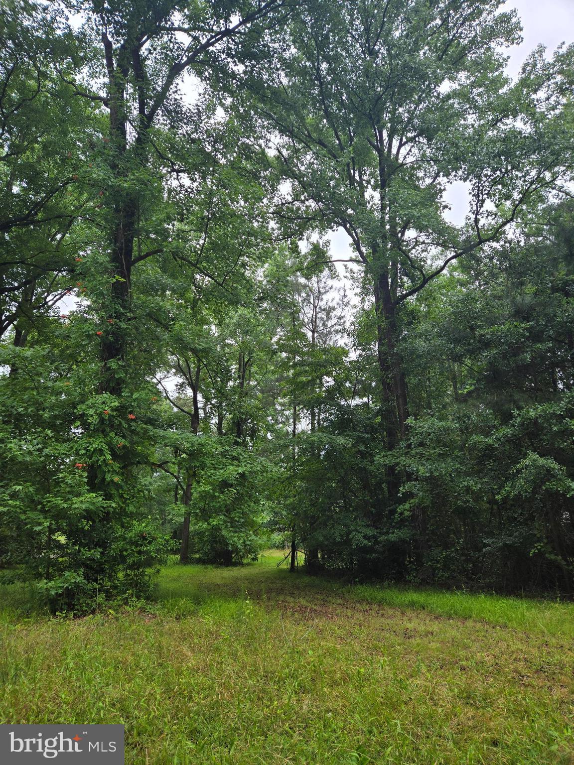 Cooper Road Eden, MD 21822 - Photo 6 of 6