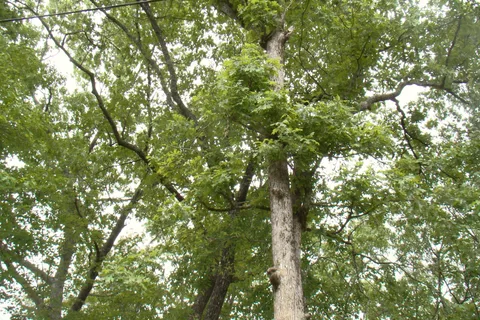 $8,000 | 0 Retreat Drive, Crossville, TN 38572