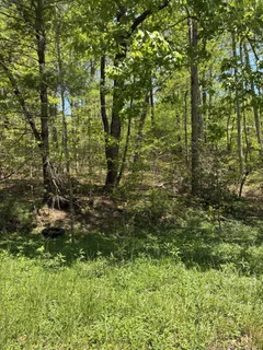 a view of a lush green forest with large trees