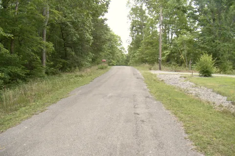 a view of a yard with plants and large trees