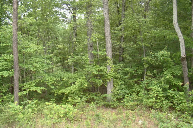 a view of a yard with a tree