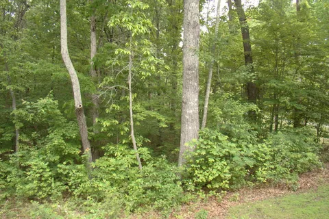a view of a yard with plants and trees