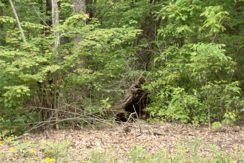 a backyard of a house