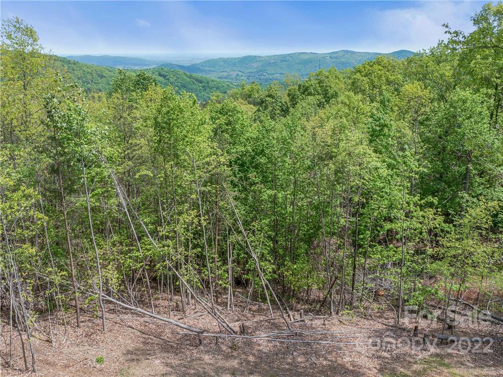 116 Inspiration Ridge Drive Bostic, NC 28018 - Photo 6 of 33 a view of a lush green forest with a small yard and large trees
