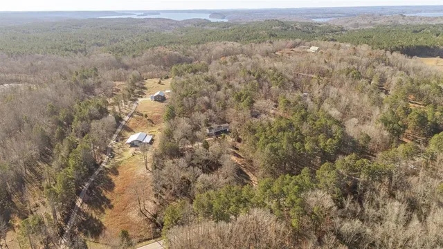 a close up of a tree