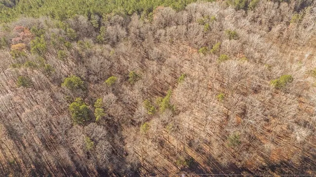 a close up of a plant