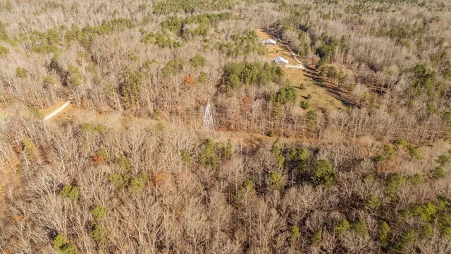 a close up of a tree