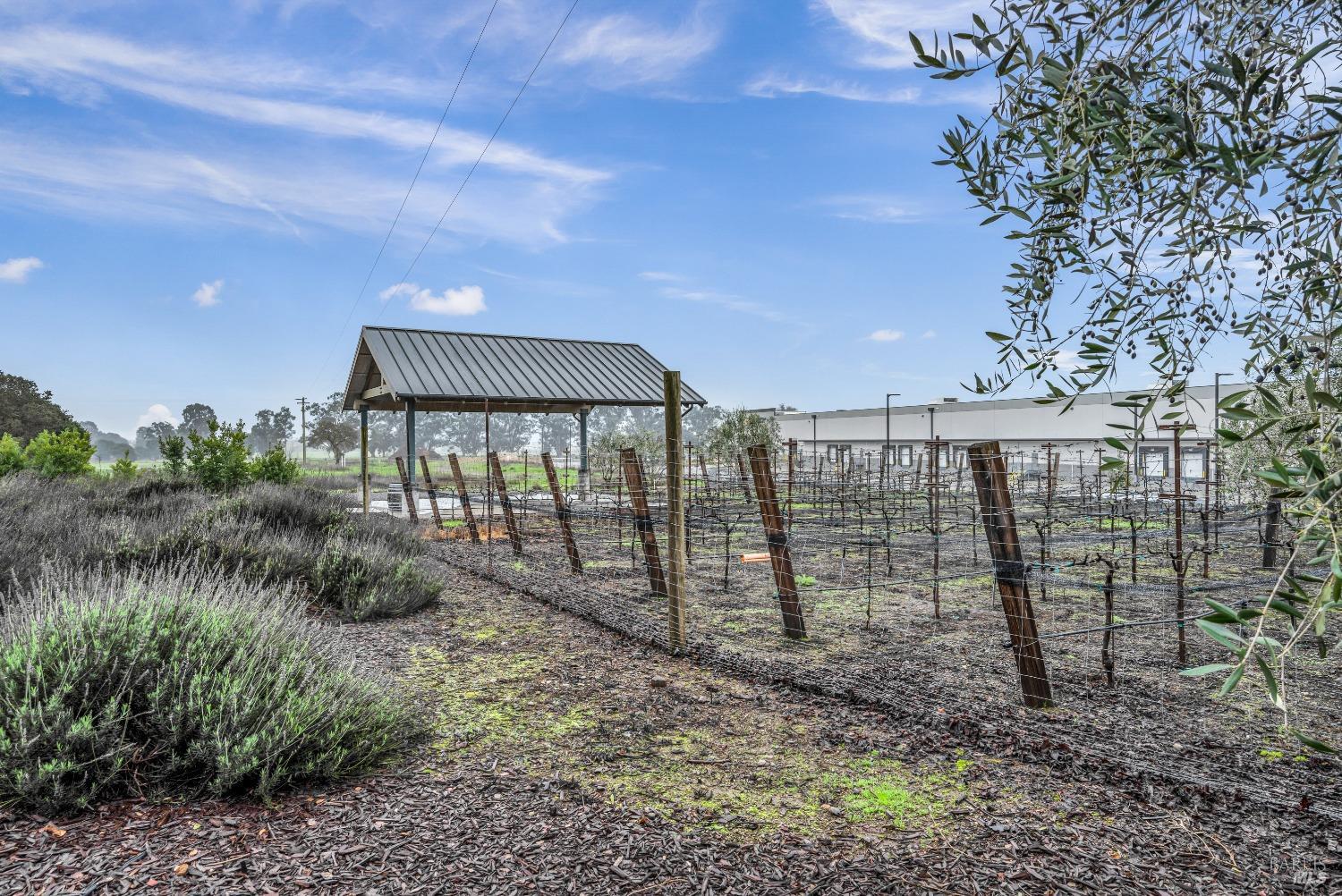 129 Devlin Road Napa, CA 94558 - Photo 31 of 38 a view of a garden