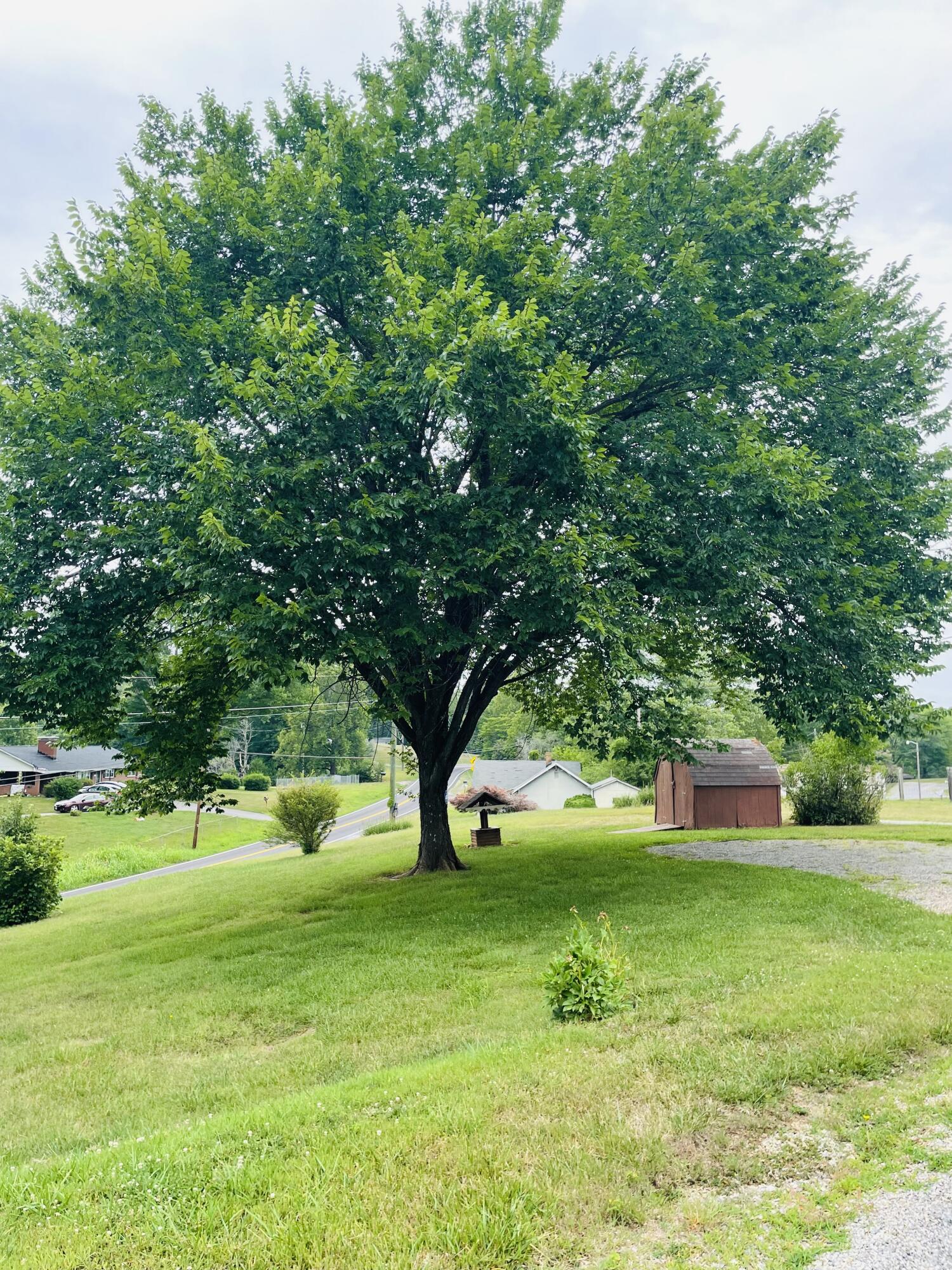 1035 Oyler Road Hardy, VA 24101 - Photo 55 of 70 Trees:Road view-Oyler