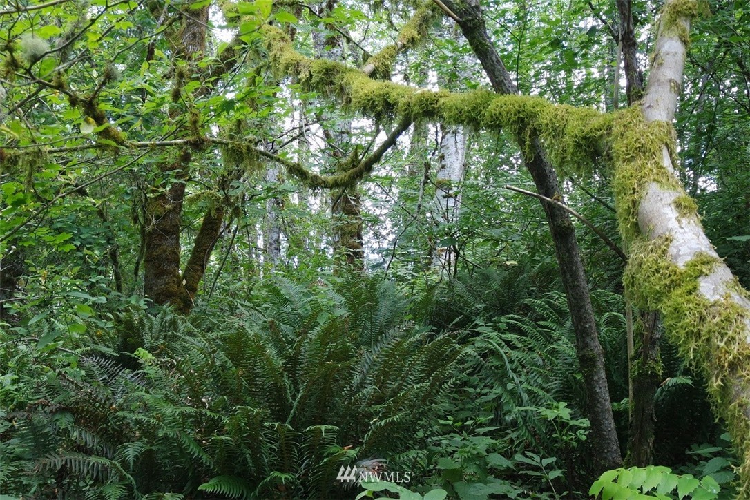 -xxx Ramsaur Road Centralia, WA 98531 - Photo 8 of 24 Gallery Image 8