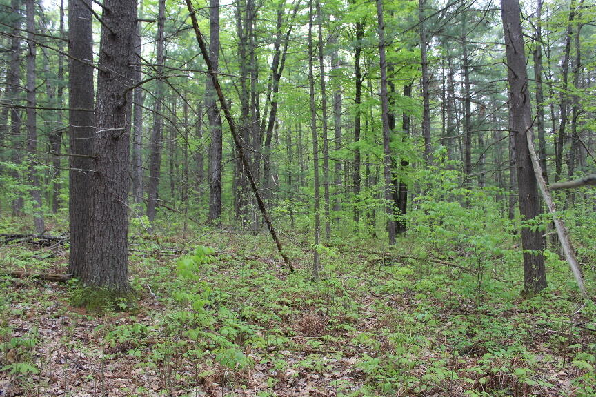 Parcel #9 Parcel Road Mio, MI 48647 - Photo 9 of 12 Gallery Image 9