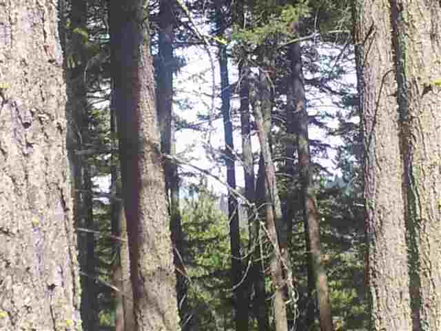 Xxx South Corkery Road Spokane, WA 99223 - Photo 8 of 11