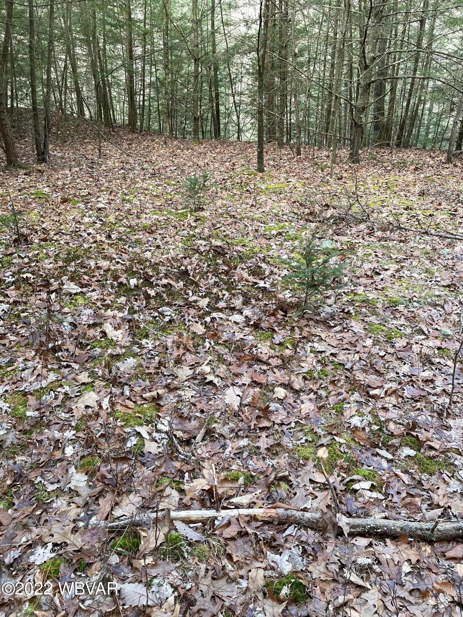 0 Little Sugar Run Road Beech Creek, PA 16822 - Photo 1 of 2 Gallery Image 1