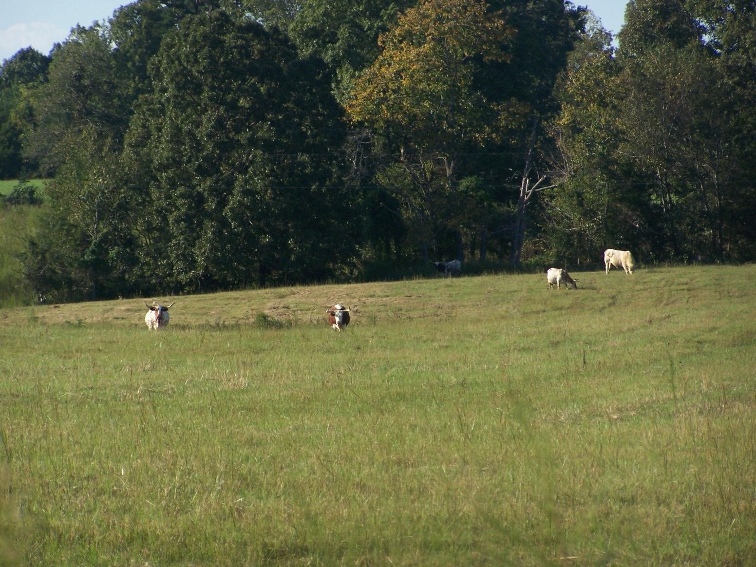 0 Paul Jackson Hollow Road Goodspring, TN 38460 - Photo 10 of 22 Gallery Image 10
