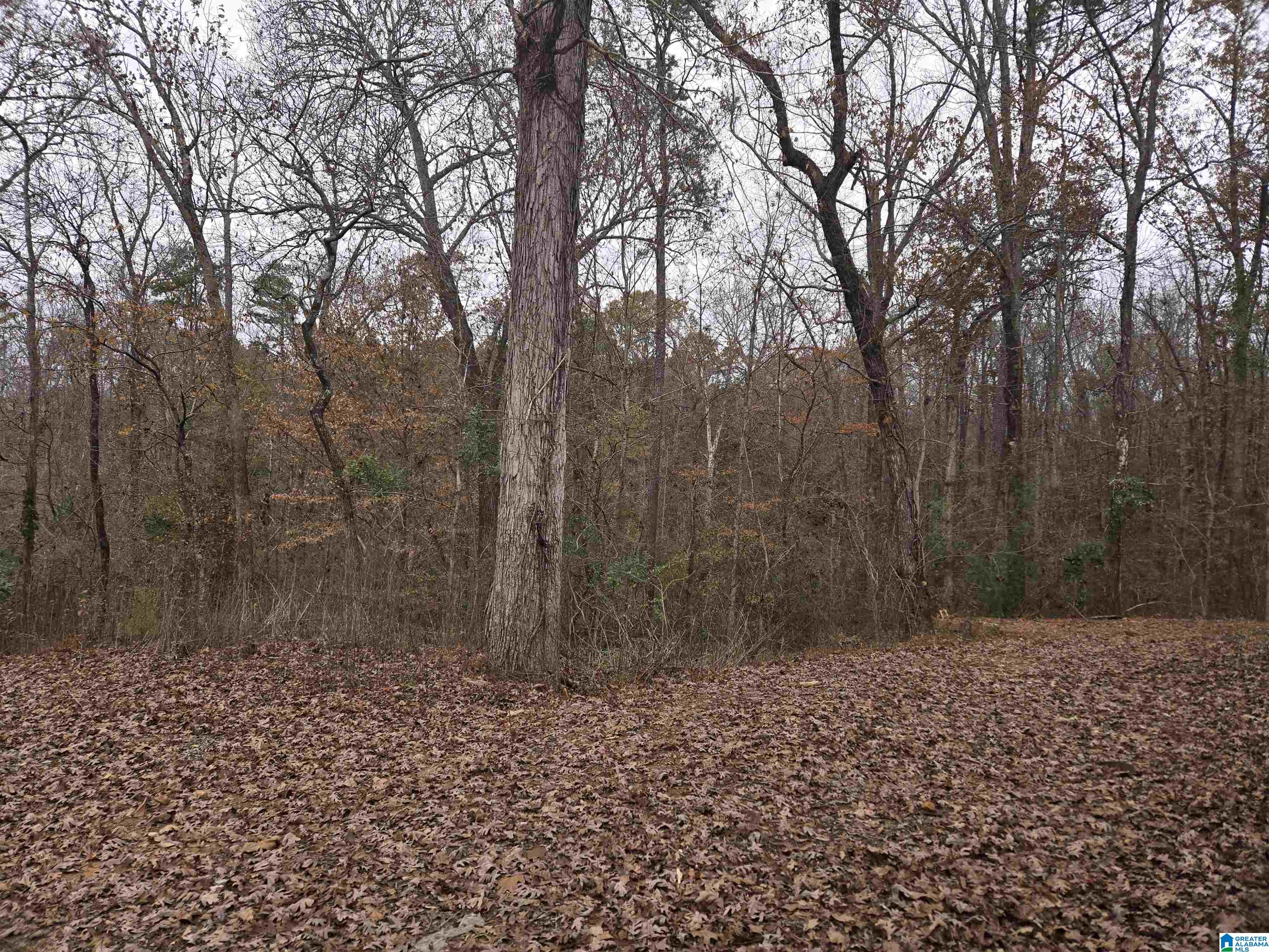 33299 Highway 79 Cleveland, AL 35049 - Photo 19 of 24
