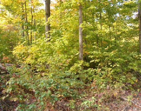 White Oak Trail Cheboygan, MI 49721 - Photo 5 of 9 Gallery Image 5