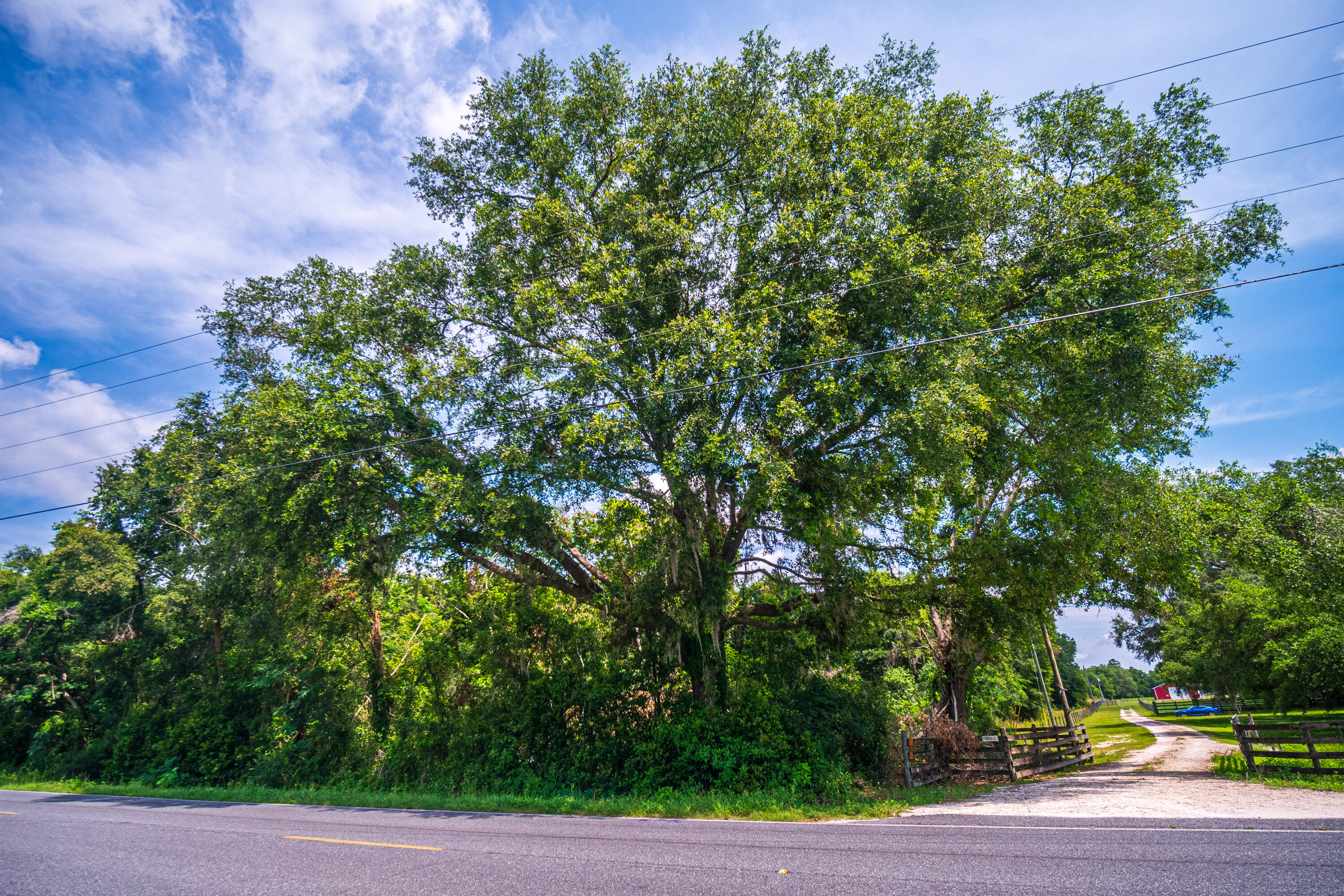 252 County Road 252 Wellborn, FL 32094 - Photo 12 of 75 Land in McAlpin FL (10 of 78)