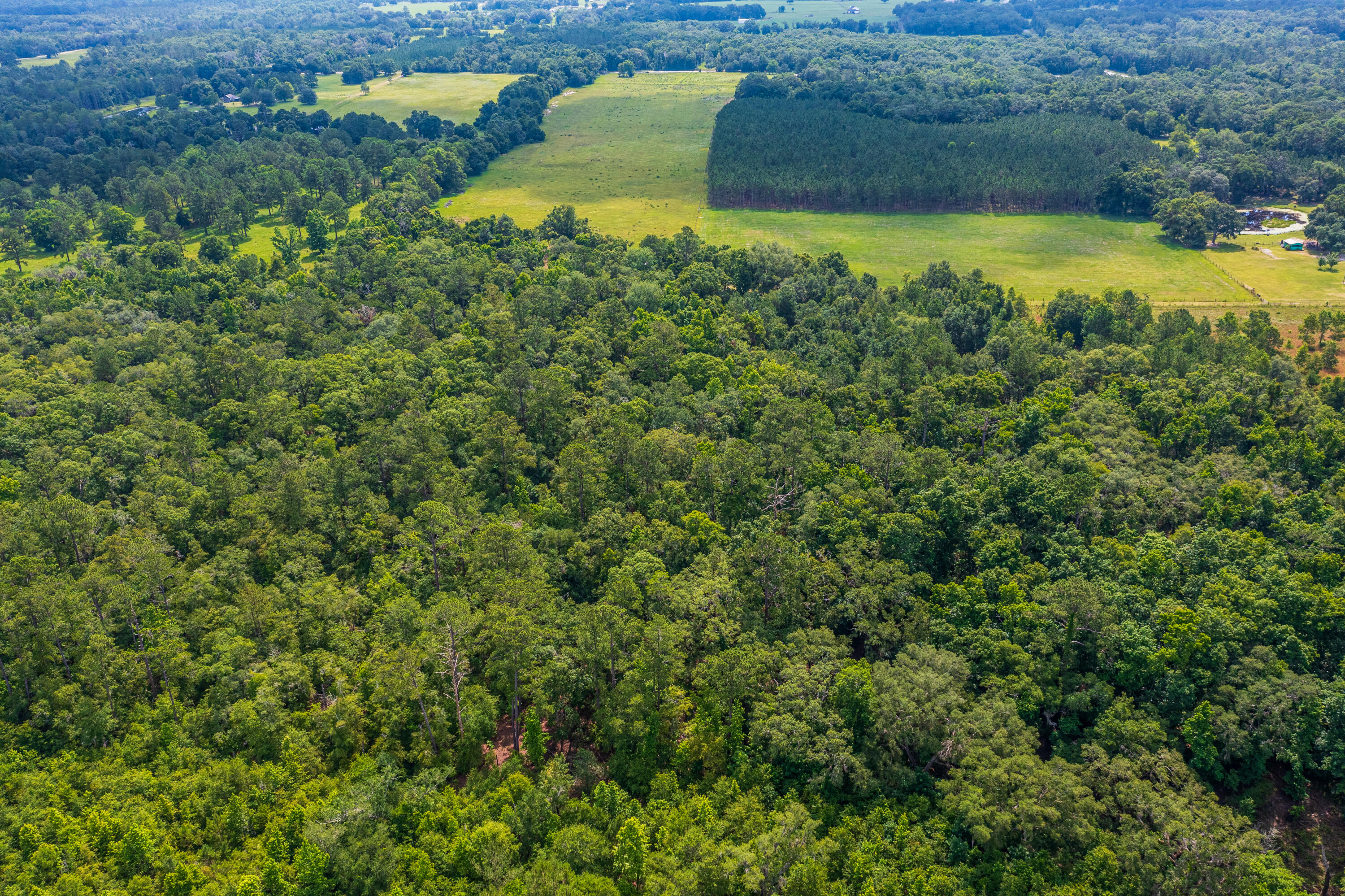 252 County Road 252 Wellborn, FL 32094 - Photo 49 of 75 Land in McAlpin FL (48 of 78)