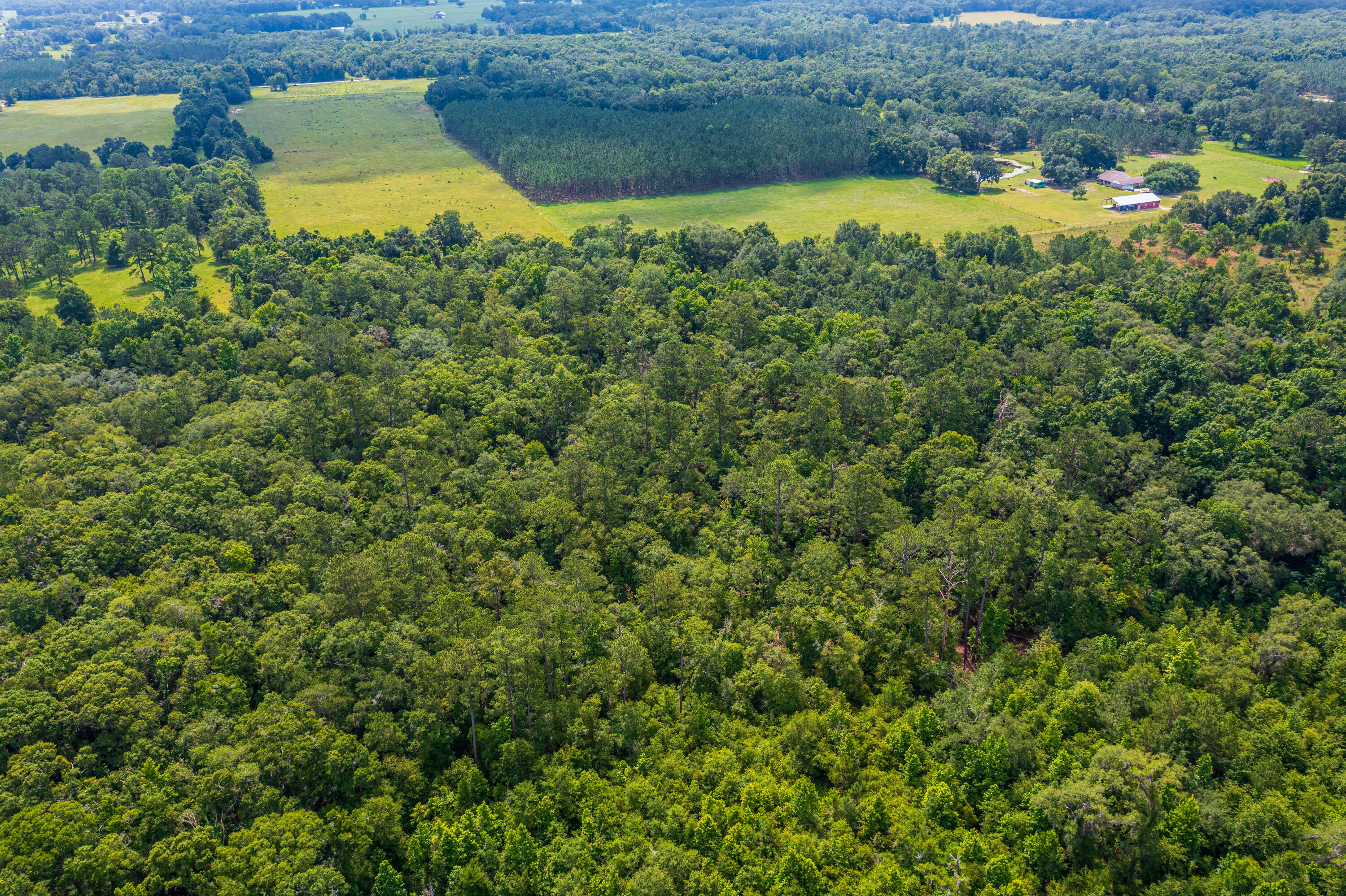 252 County Road 252 Wellborn, FL 32094 - Photo 50 of 75 Land in McAlpin FL (49 of 78)