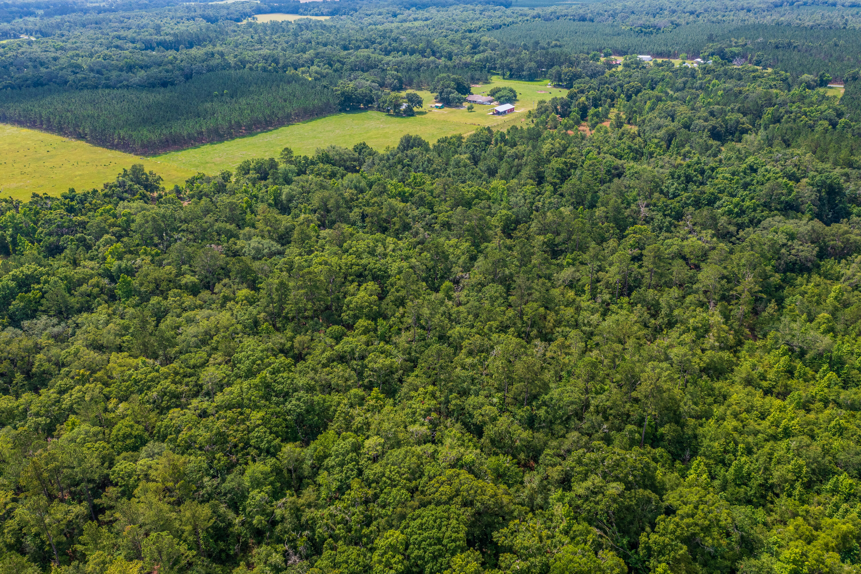 252 County Road 252 Wellborn, FL 32094 - Photo 51 of 75 Land in McAlpin FL (50 of 78)