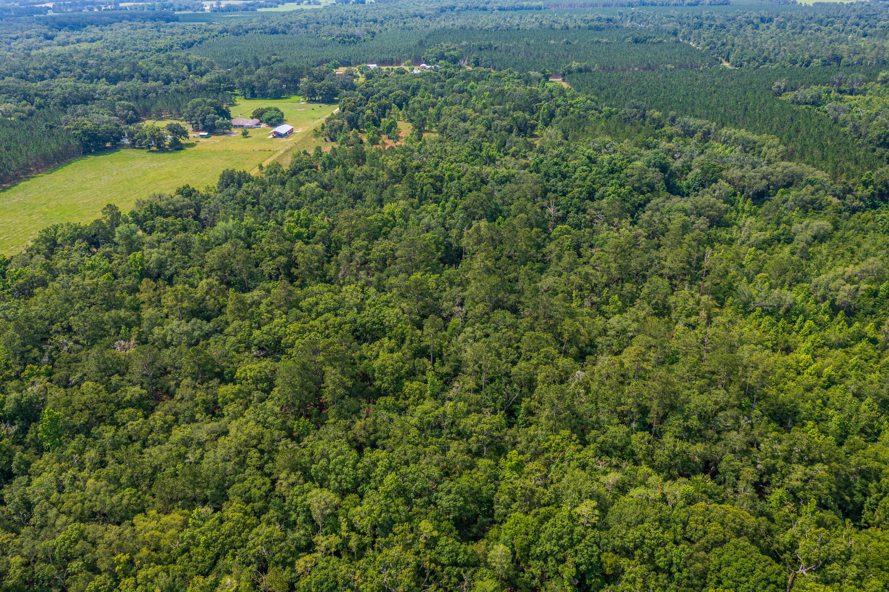 252 County Road 252 Wellborn, FL 32094 - Photo 52 of 75 Land in McAlpin FL (51 of 78)