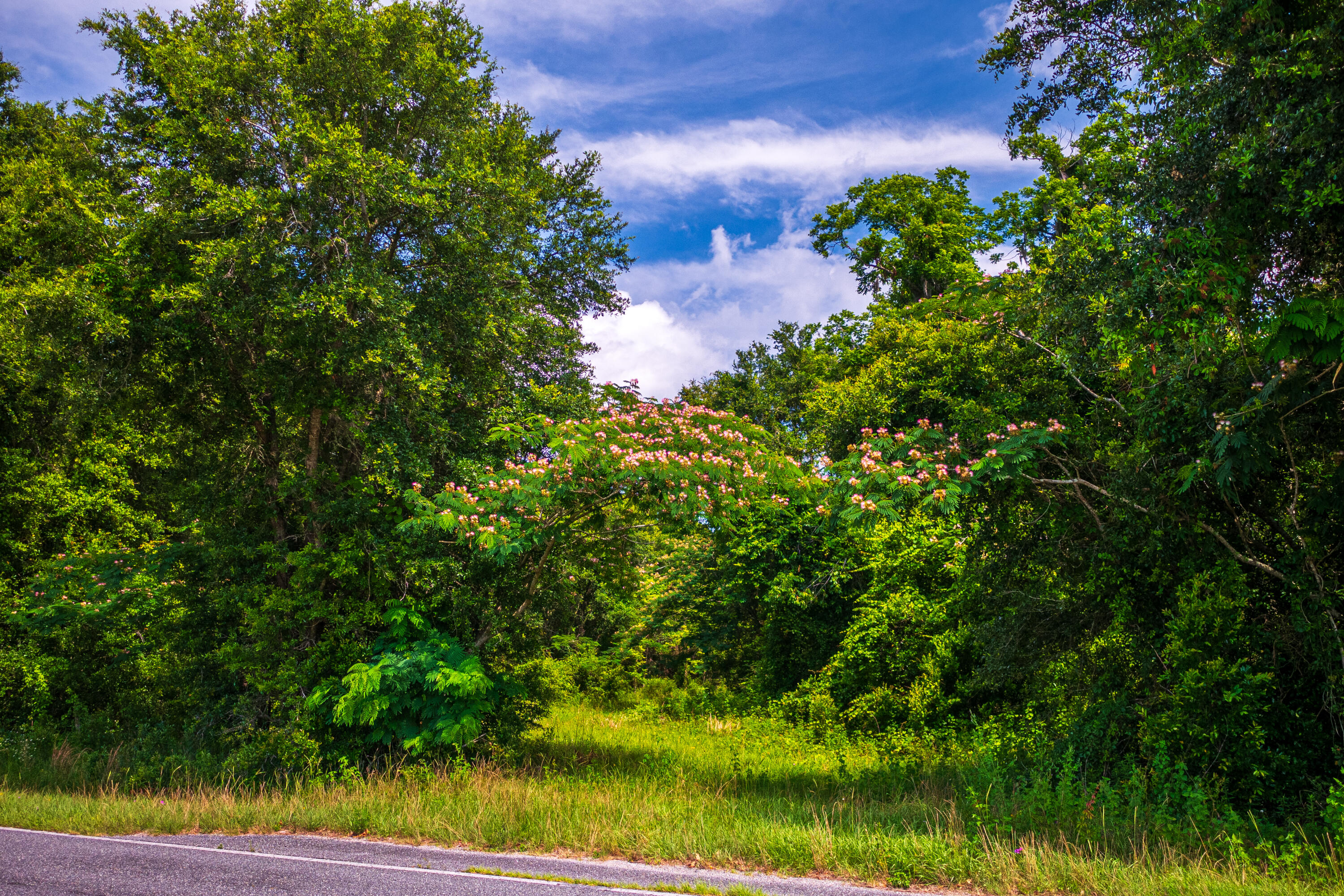 252 County Road 252 Wellborn, FL 32094 - Photo 7 of 75 Land in McAlpin FL (5 of 78)
