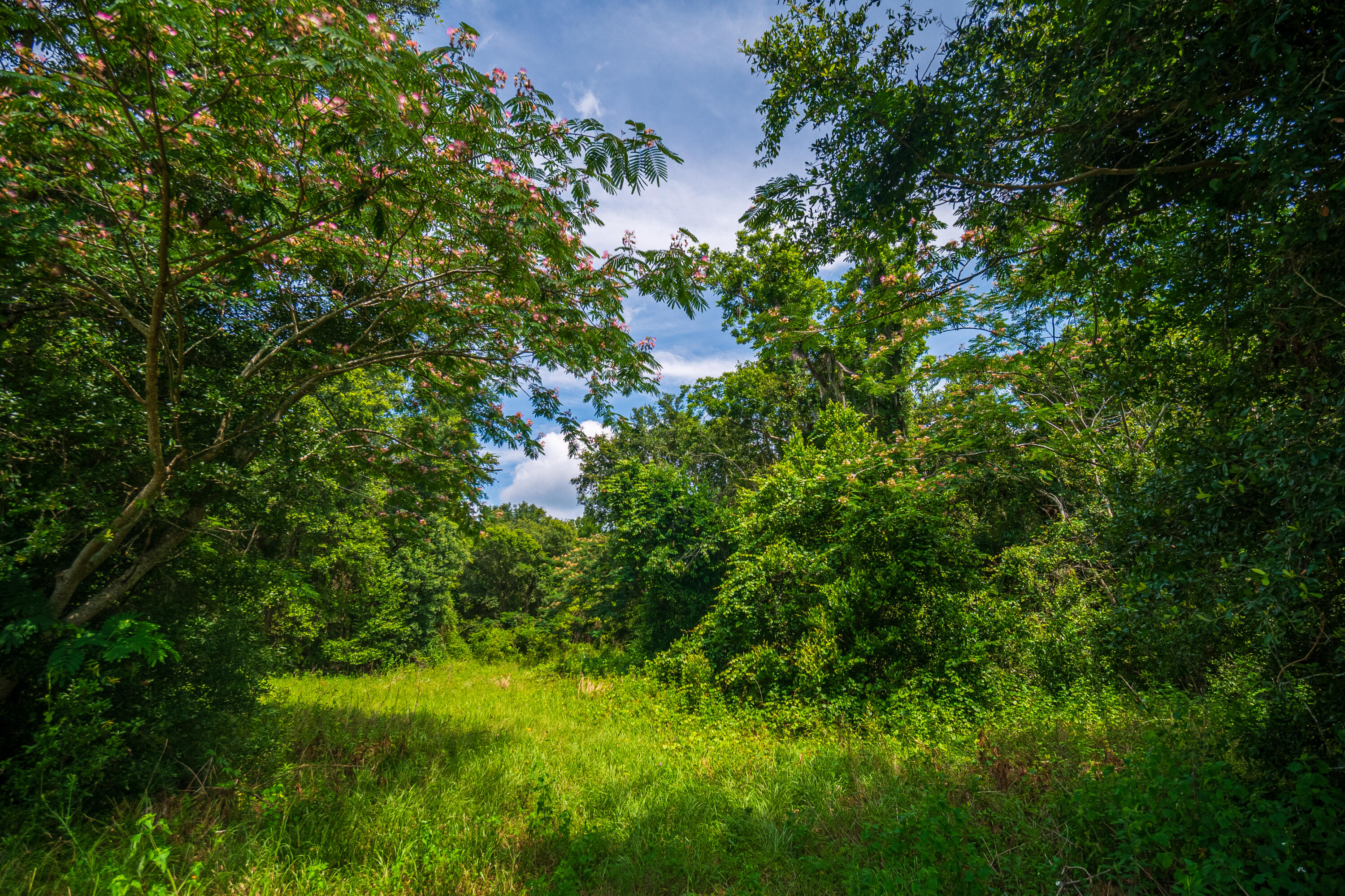252 County Road 252 Wellborn, FL 32094 - Photo 9 of 75 Land in McAlpin FL (7 of 78)
