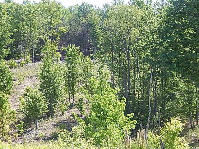 11500 West 14 Road Mesick, MI 49668 - Photo 9 of 23 DSCN1972